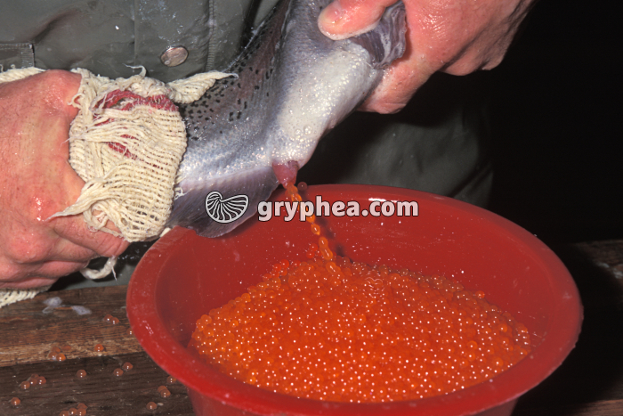 Truite - Ovules (ponte artificielle de Truite arc-en-ciel) - gryphea.com